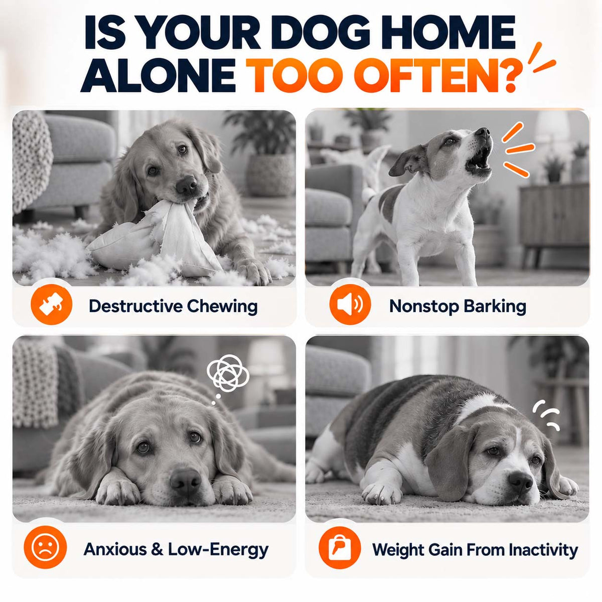 Ravunelo™🐾Auto-Bouncing Pet Ball with Remote Control🎾